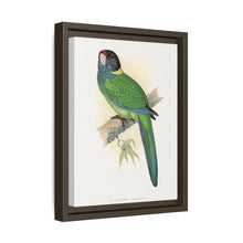 Lydon's Yellow-Naped Parrakeet | Vintage Bird Wall Art Print