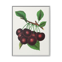 Black Tartarian cherry lithograph. Digitally enhanced from our own original 1900 edition plates of Botanical Specimen published by Rochester Lithographing - NOMADEN ART GALLERY