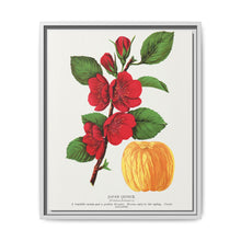 Japan Quince tree lithograph. Digitally enhanced from our own original 1900 edition plates of Botanical Specimen published by Rochester Lithographing - NOMADEN ART GALLERY