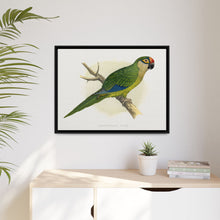 Golden-Crowned Conure (Aratinga auricapillus) colored wood-engraved plate by Alexander Francis Lydon