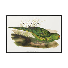 Green Ground Parrot (Pezoporus wallicus) colored wood-engraved plate by Alexander Francis Lydon - NOMADEN ART GALLERY