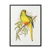 Orange-Bellied Parrakeet (Neophema chrysogaster) colored wood-engraved plate by Alexander Francis Lydon. - NOMADEN ART GALLERY