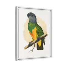 Senegal Parrot (Poicephalus senegalus) colored wood-engraved plate by Alexander Francis Lydon.