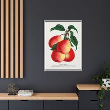 Vermont Beauty pear lithograph. Digitally enhanced from our own original 1900 edition plates of Botanical Specimen published by Rochester Lithographing