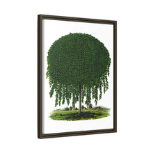 Kilmarnock Weeping Willow tree lithograph. Digitally enhanced from our own original 1900 edition plates of Botanical Specimen published by Rochester Lithographing