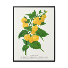 Golden queen raspberry lithograph. Digitally enhanced from our own original 1900 edition plates of Botanical Specimen published by Rochester Lithographing - NOMADEN ART GALLERY