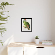 Dufresne's Amazon (Amazona dufresniana) colored wood-engraved plate by Alexander Francis Lydon - NOMADEN ART GALLERY