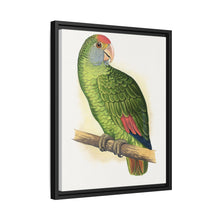Dufresne's Amazon (Amazona dufresniana) colored wood-engraved plate by Alexander Francis Lydon