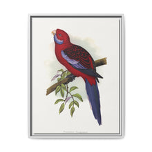 Pennant's Parrakeet (Platycercus elegans) colored wood-engraved plate by Alexander Francis Lydon - NOMADEN ART GALLERY