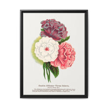 Double Althea in 3 colors lithograph. Digitally enhanced from our own original 1900 edition plates of Botanical Specimen published by Rochester Lithographing - NOMADEN ART GALLERY
