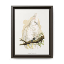 Goffin's Cockatoo (Cacatua goffiniana) colored wood-engraved plate by Alexander Francis Lydon. - NOMADEN ART GALLERY
