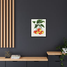Gov Wood cherry lithograph. Digitally enhanced from our own original 1900 edition plates of Botanical Specimen published by Rochester Lithographing