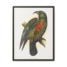 Mountain Parrot (Nestor notabilis) colored wood-engraved plate by Alexander Francis Lydon - NOMADEN ART GALLERY
