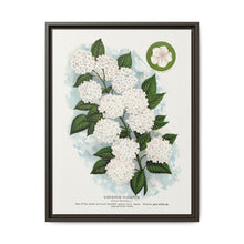 Japanese snowball flower lithograph. Digitally enhanced from our own original 1900 edition plates of Botanical Specimen published by Rochester Lithographing - NOMADEN ART GALLERY