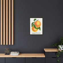 Champion plum lithograph from Botanical Specimen published by Rochester Lithographing