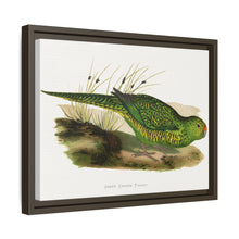 Green Ground Parrot (Pezoporus wallicus) colored wood-engraved plate by Alexander Francis Lydon