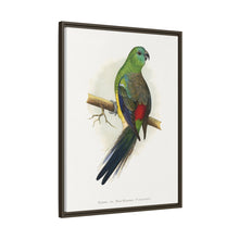 Blood or Red-Rumped Parrakeet (Psephotus haematonotus) colored wood-engraved plate by Alexander Francis Lydon