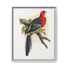Rose-Hill or Rosella Parrakeet (Platycercus eximius) colored wood-engraved plate by Alexander Francis Lydon - NOMADEN ART GALLERY