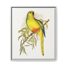 Orange-Bellied Parrakeet (Neophema chrysogaster) colored wood-engraved plate by Alexander Francis Lydon. - NOMADEN ART GALLERY