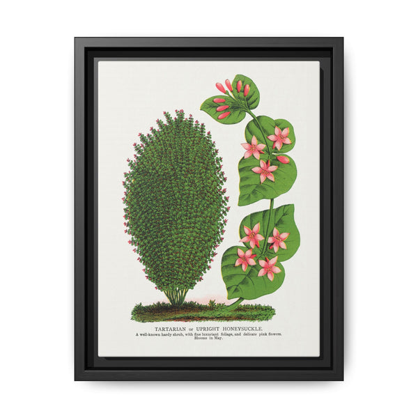 Tartarian, Upright Honeysuckle bush lithograph. Digitally enhanced from our own original 1900 edition plates of Botanical Specimen published by Rochester Lithographing - NOMADEN ART GALLERY