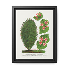 Tartarian, Upright Honeysuckle bush lithograph. Digitally enhanced from our own original 1900 edition plates of Botanical Specimen published by Rochester Lithographing - NOMADEN ART GALLERY
