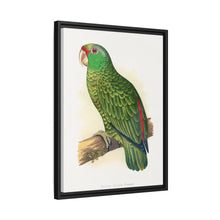 Placa xilográfica coloreada de periquito multicolor (Psephotellus varius) de Alexander Francis Lydon