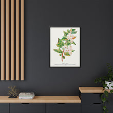 Spirea Aurea flowers lithograph. Digitally enhanced from our own original 1900 edition plates of Botanical Specimen published by Rochester Lithographing