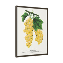 White Grape Lithograph | Vintage Botanical Wall Art Print