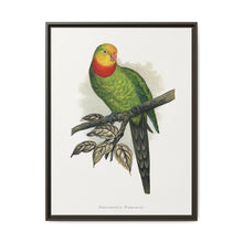 Barraband's Parakeet (Polytelis swainsonii) colored wood-engraved plate by Alexander Francis Lydon - NOMADEN ART GALLERY