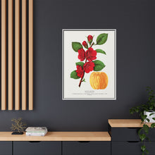 Japan Quince tree lithograph. Digitally enhanced from our own original 1900 edition plates of Botanical Specimen published by Rochester Lithographing