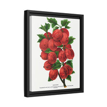 Industry Gooseberry lithograph. Digitally enhanced from our own original 1900 edition plates of Botanical Specimen published by Rochester Lithographing - NOMADEN ART GALLERY
