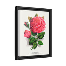 Pink rose, Anna De Diesbach lithograph. Digitally enhanced from our own original 1900 edition plates of Botanical Specimen published by Rochester Lithographing - NOMADEN ART GALLERY