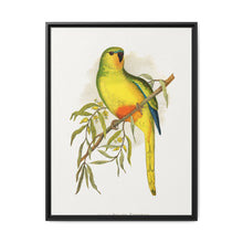 Orange-Bellied Parrakeet (Neophema chrysogaster) colored wood-engraved plate by Alexander Francis Lydon. - NOMADEN ART GALLERY