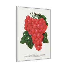 Vergennes grape lithograph. Digitally enhanced from our own original 1900 edition plates of Botanical Specimen published by Rochester Lithographing