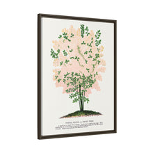 Purple Fringe tree lithograph. Digitally enhanced from our own original 1900 edition plates of Botanical Specimen published by Rochester Lithographing