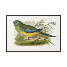 Turquoisine (Neophema pulchella) colored wood-engraved plate by Alexander Francis Lydon - NOMADEN ART GALLERY