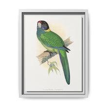 Yellow-Naped Parrakeet (Platycercus Baueri) colored wood-engraved plate by Alexander Francis Lydon. - NOMADEN ART GALLERY