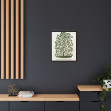 Hardy Magnolia tree lithograph. Digitally enhanced from our own original 1900 edition plates of Botanical Specimen published by Rochester Lithographing