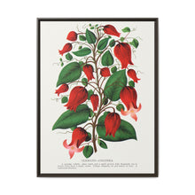 Prunus Triloba flower lithograph. Digitally enhanced from our own original 1900 edition plates of Botanical Specimen published by Rochester Lithographing - NOMADEN ART GALLERY
