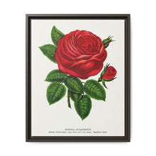 Red rose, General Jacquemont flower lithograph. Digitally enhanced from our own original 1900 edition plates of Botanical Specimen published by Rochester Lithographing - NOMADEN ART GALLERY