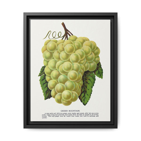 Green Mountain grape lithograph. Digitally enhanced from our own original 1900 edition plates of Botanical Specimen published by Rochester Lithographing - NOMADEN ART GALLERY