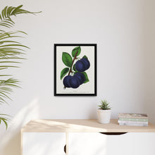 Niagara plum lithograph. Digitally enhanced from our own original 1900 edition plates of Botanical Specimen published by Rochester Lithographing