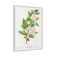 Spirea Aurea flowers lithograph. Digitally enhanced from our own original 1900 edition plates of Botanical Specimen published by Rochester Lithographing