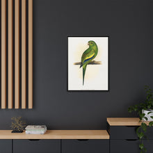 Canary-Winged Conure ( Brotogeris versicolurus) colored wood-engraved plate by Alexander Francis Lydon