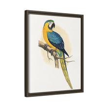Blue and Yellow Macaw (Ara ararauna) colored wood-engraved plate by Alexander Francis Lydon