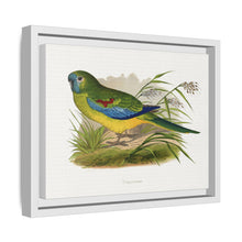 Turquoisine (Neophema pulchella) colored wood-engraved plate by Alexander Francis Lydon