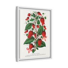 Prunus Triloba flower lithograph. Digitally enhanced from our own original 1900 edition plates of Botanical Specimen published by Rochester Lithographing