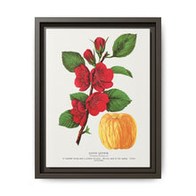 Japan Quince tree lithograph. Digitally enhanced from our own original 1900 edition plates of Botanical Specimen published by Rochester Lithographing - NOMADEN ART GALLERY