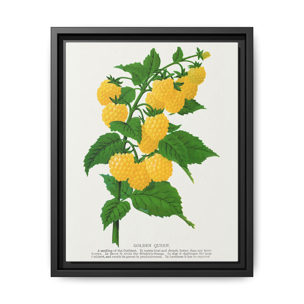 Golden queen raspberry lithograph. Digitally enhanced from our own original 1900 edition plates of Botanical Specimen published by Rochester Lithographing - NOMADEN ART GALLERY