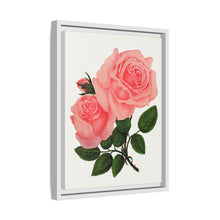 Pink Rose, La France Lithograph (1900)